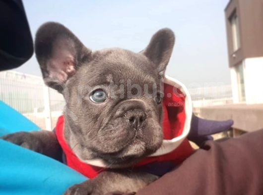 Blue French Bulldog Yavruları görsel
