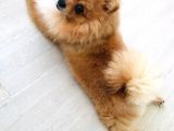 Pomerıan Boo Yavrumuz
