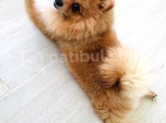 Pomerıan Boo Yavrumuz görsel