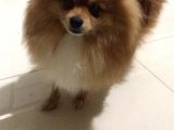 Pomerıan Boo Yavrumuz