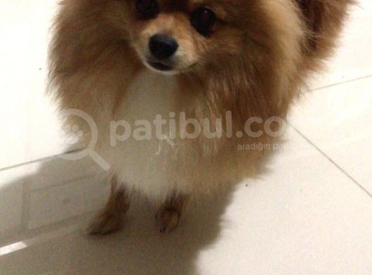 Pomerıan Boo Yavrumuz görsel