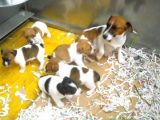 Jack Russel Yavruları
