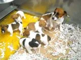 Jack Russel Yavruları