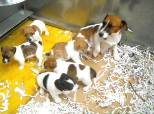 Jack Russel Yavruları