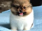 SCR Sertifika belgeli Dişi Pomeranian Boo