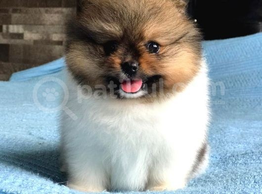 Scr Sertifika Belgeli Dişi Pomeranian Boo görsel