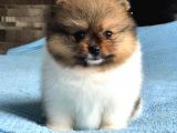 Scr Sertifika Belgeli Dişi Pomeranian Boo