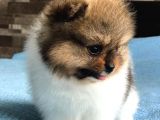 Scr Sertifika Belgeli Dişi Pomeranian Boo