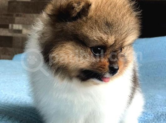 Scr Sertifika Belgeli Dişi Pomeranian Boo görsel