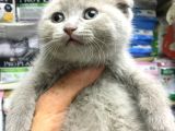 A Kalite Scotısh Yavrularımız Tunalı Petshop Güvenilir