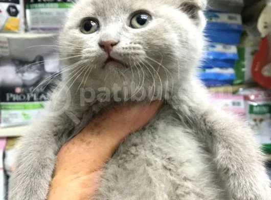 A Kalite Scotısh Yavrularımız Tunalı Petshop Güvenilir