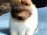 Scr Sertifika Belgeli Dişi Pomeranian Boo