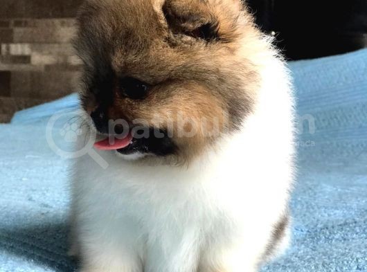 Scr Sertifika Belgeli Dişi Pomeranian Boo görsel
