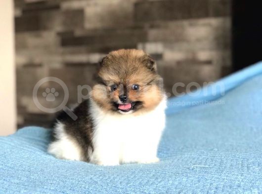 Scr Sertifika Belgeli Dişi Pomeranian Boo görsel