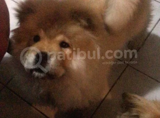 Çowçow Yavrumuz 3.5 Aylık Dişi