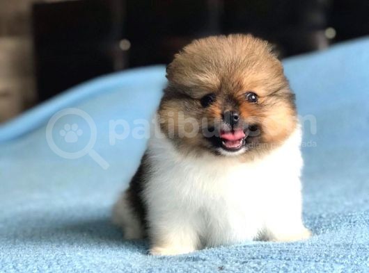 Scr Sertifika Belgeli Dişi Pomeranian Boo görsel