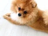 Pomerıan Boo Yavrumuz