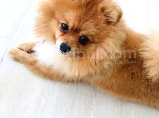 Pomerıan Boo Yavrumuz görsel