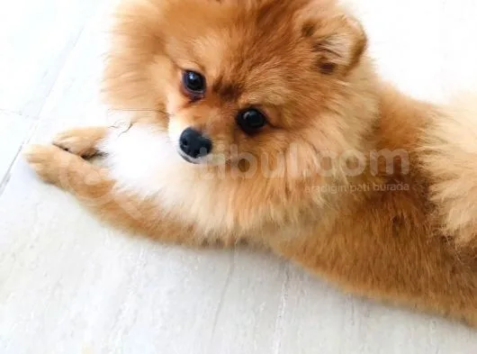 Pomerıan Boo Yavrumuz