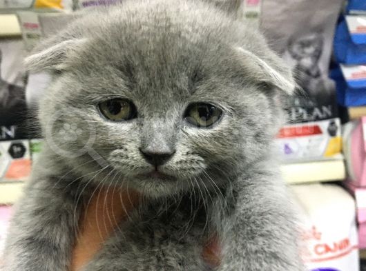 A Kalite Scotısh Yavrularımız Tunalı Petshop Güvenilir görsel