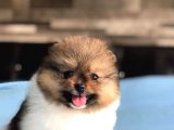 Scr Sertifika Belgeli Dişi Pomeranian Boo