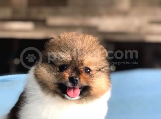 Scr Sertifika Belgeli Dişi Pomeranian Boo görsel