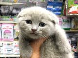 A Kalite Scotısh Yavrularımız Tunalı Petshop Güvenilir