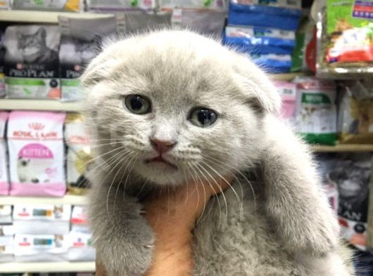 A Kalite Scotısh Yavrularımız Tunalı Petshop Güvenilir görsel