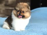 Scr Sertifika Belgeli Dişi Pomeranian Boo