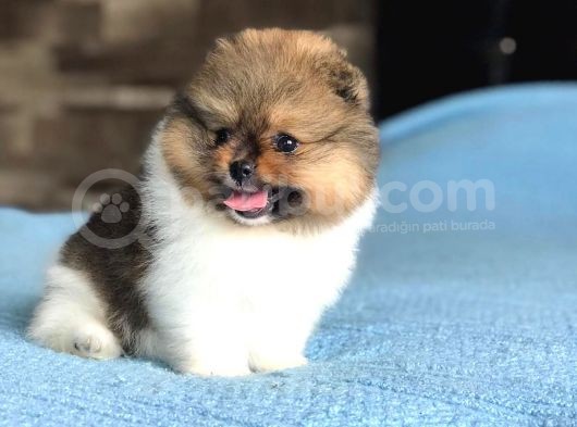 Scr Sertifika Belgeli Dişi Pomeranian Boo görsel