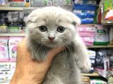 A Kalite Scotısh Yavrularımız Tunalı Petshop Güvenilir