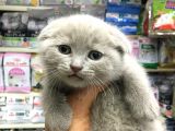 A Kalite Scotısh Yavrularımız Tunalı Petshop Güvenilir
