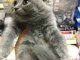 A Kalite Scotısh Yavrularımız Tunalı Petshop Güvenilir