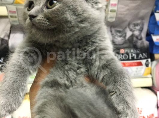 A Kalite Scotısh Yavrularımız Tunalı Petshop Güvenilir görsel