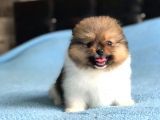 Scr Sertifika Belgeli Dişi Pomeranian Boo