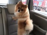 Pomerıan Boo Yavrumuz