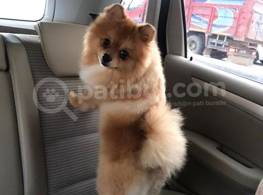 Pomerıan Boo Yavrumuz görsel