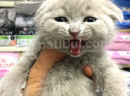A Kalite Scotısh Yavrularımız Tunalı Petshop Güvenilir görsel