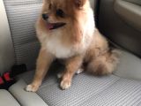 Pomerıan Boo Yavrumuz