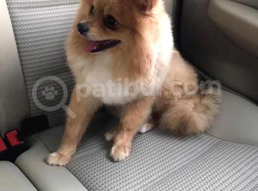 Pomerıan Boo Yavrumuz görsel
