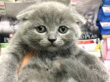 A Kalite Scotısh Yavrularımız Tunalı Petshop Güvenilir
