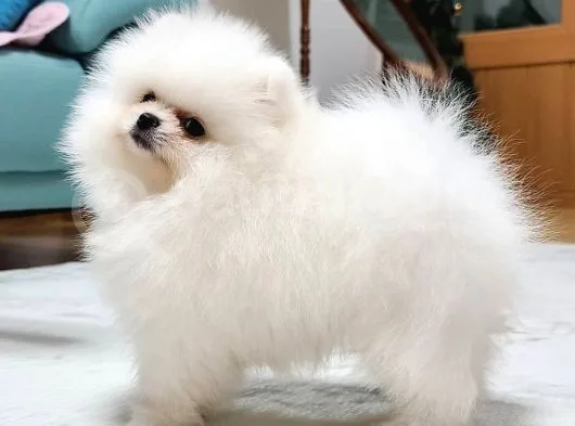 Pomeranian Yavruları