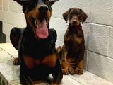 Kızıl Doberman Yavruları