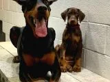 Kızıl Doberman Yavruları