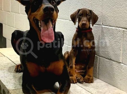 Kızıl Doberman Yavruları görsel