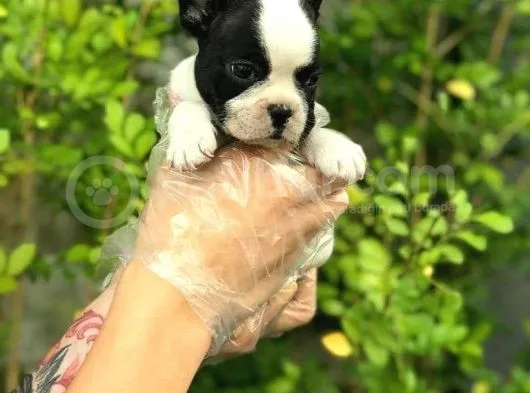 French Bulldog Yavruları