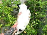 French Bulldog Yavruları