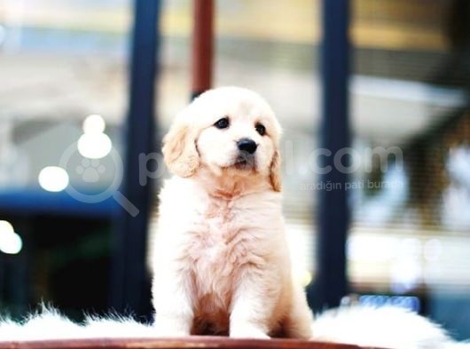 Golden Retveiler Yavruları görsel