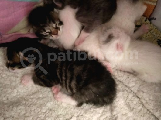 Çok Dadlu Cins Yavru Patiler görsel
