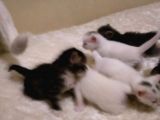 Çok Dadlu Cins Yavru Patiler
